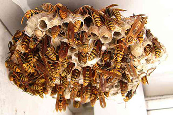 写真あり】アシナガバチの種類と巣について＆刺された時の応急処置 